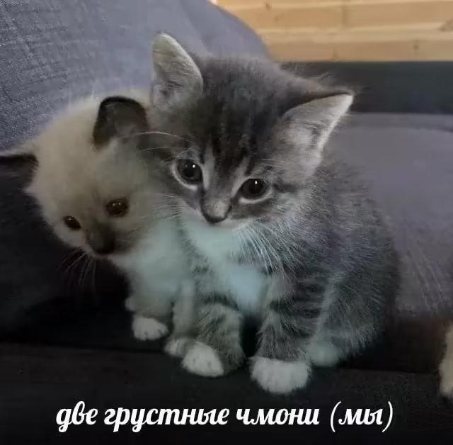 Смешнявка #16