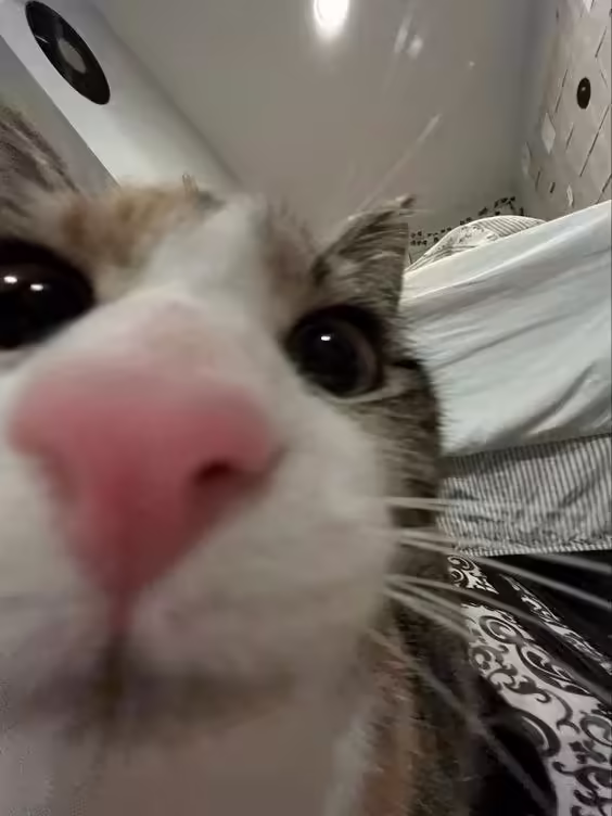 Смешнявка #20