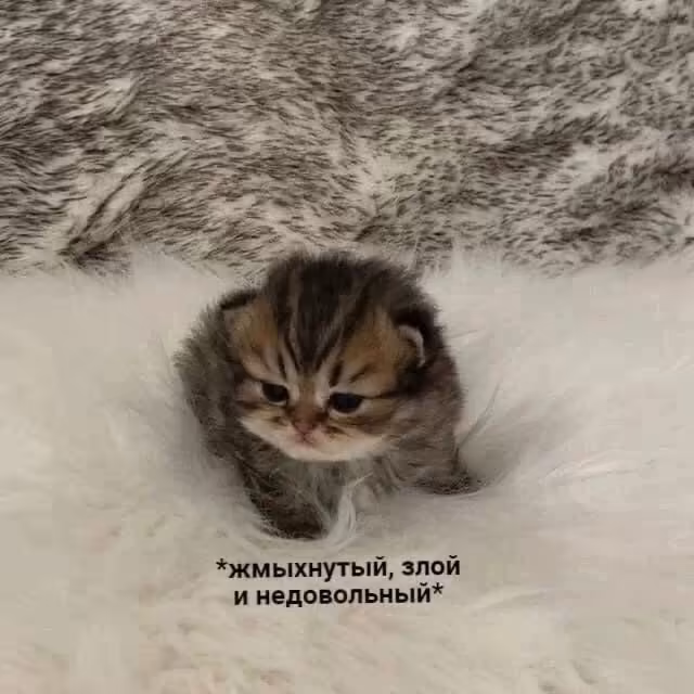 Смешнявка #58