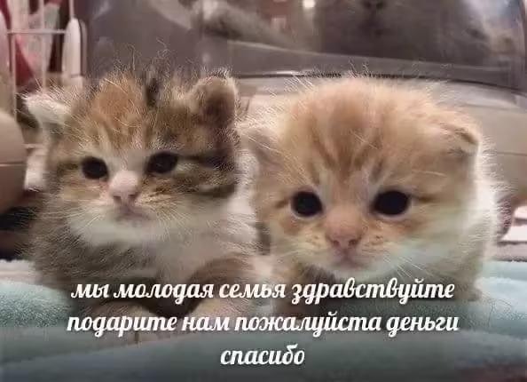 Смешнявка #79