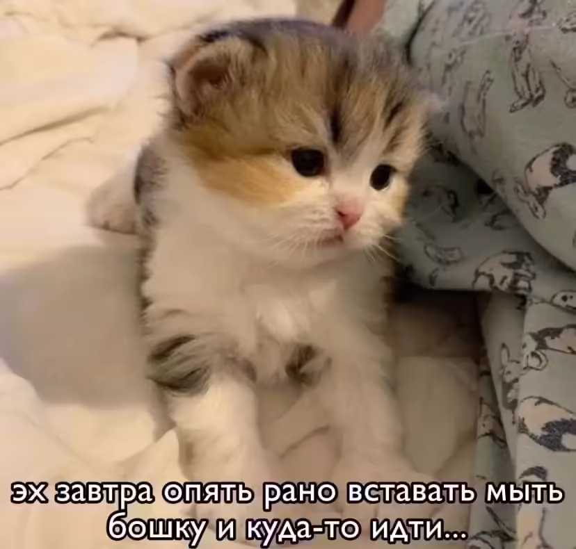 Смешнявка #89