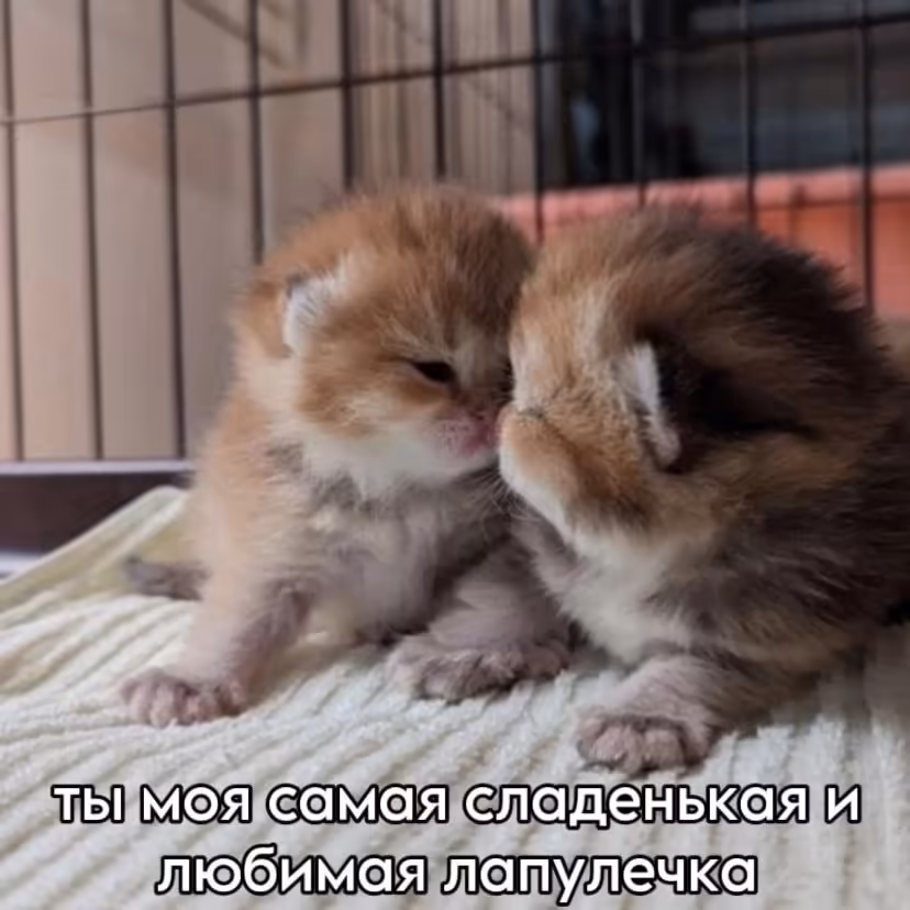 Смешнявка #93