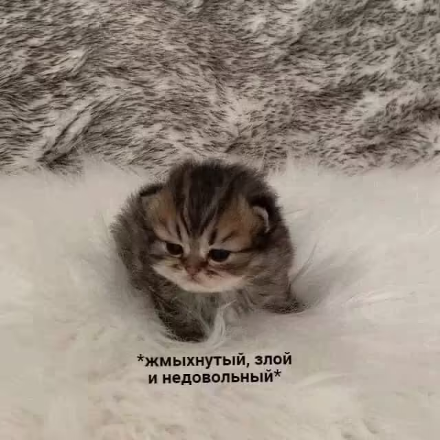 Смешнявка #97