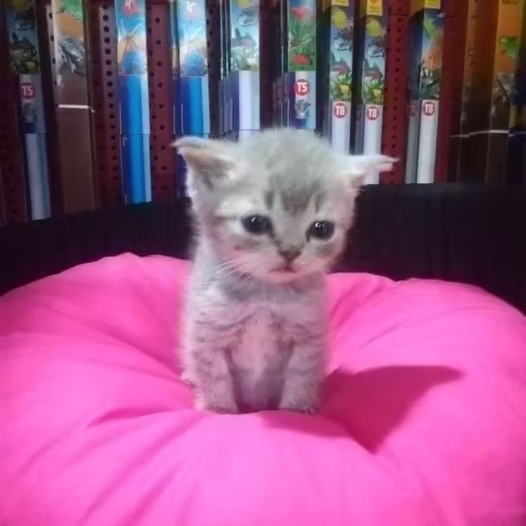 Смешнявка #115