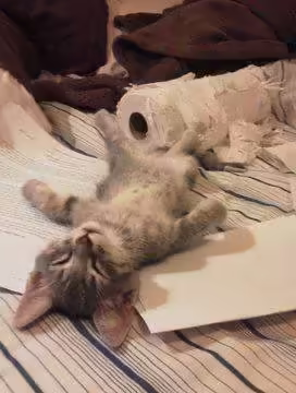 Смешнявка #137