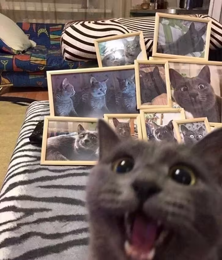 Смешнявка #150