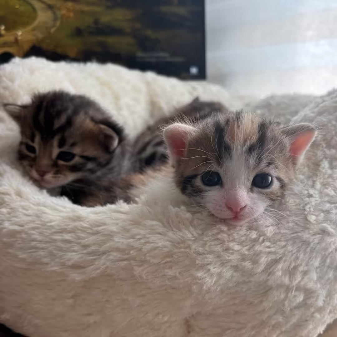 Смешнявка #158