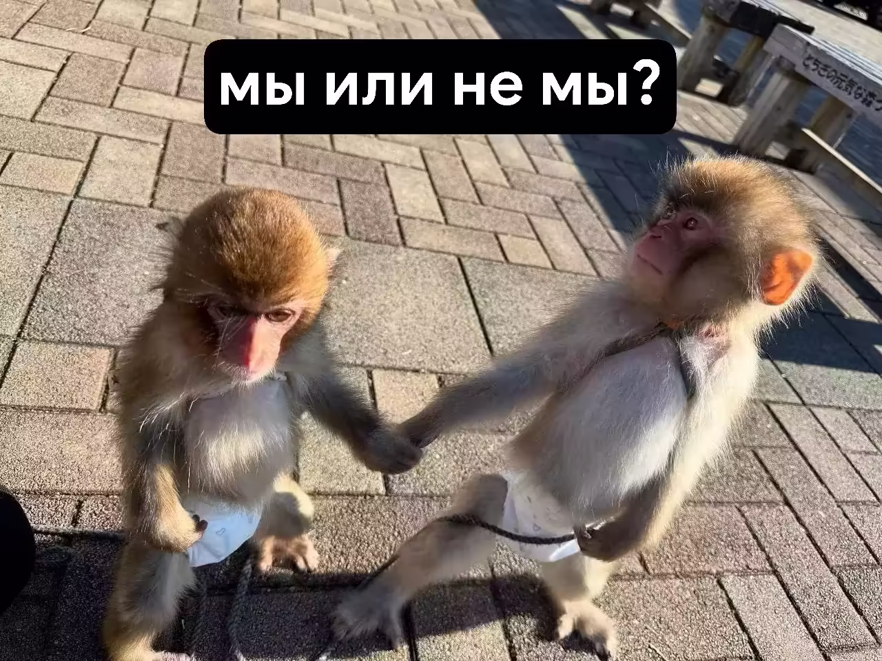 Смешнявка #160