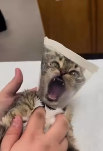 Смешнявка #164