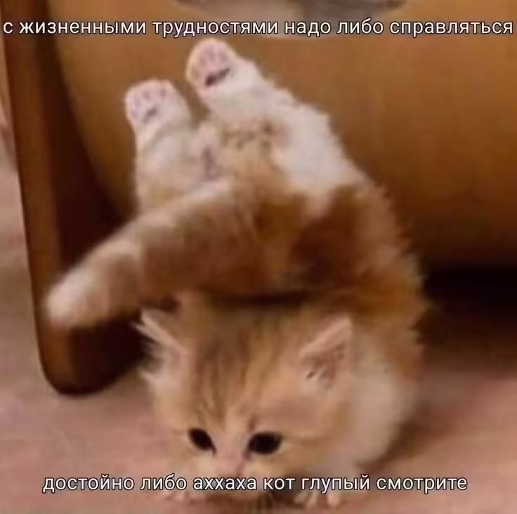 Смешнявка #176