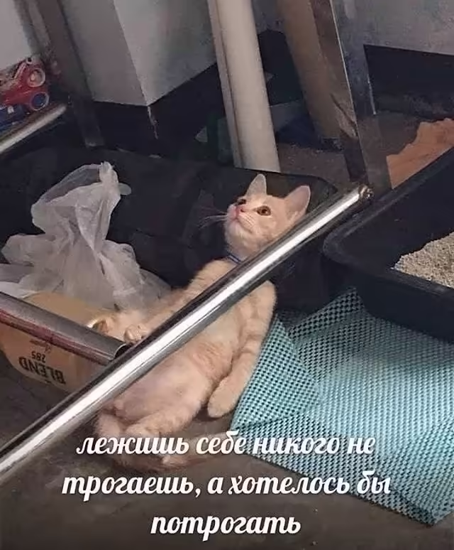 Смешнявка #203