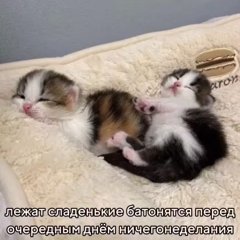 Смешнявка #214