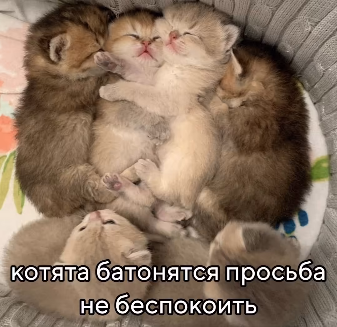 Смешнявка #224