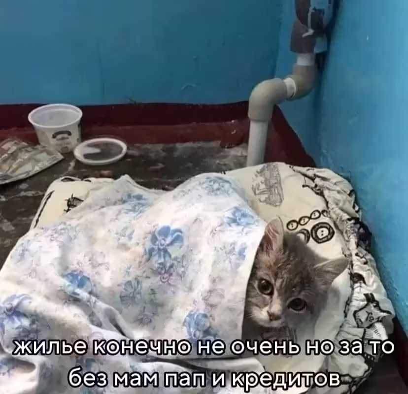 Смешнявка #229