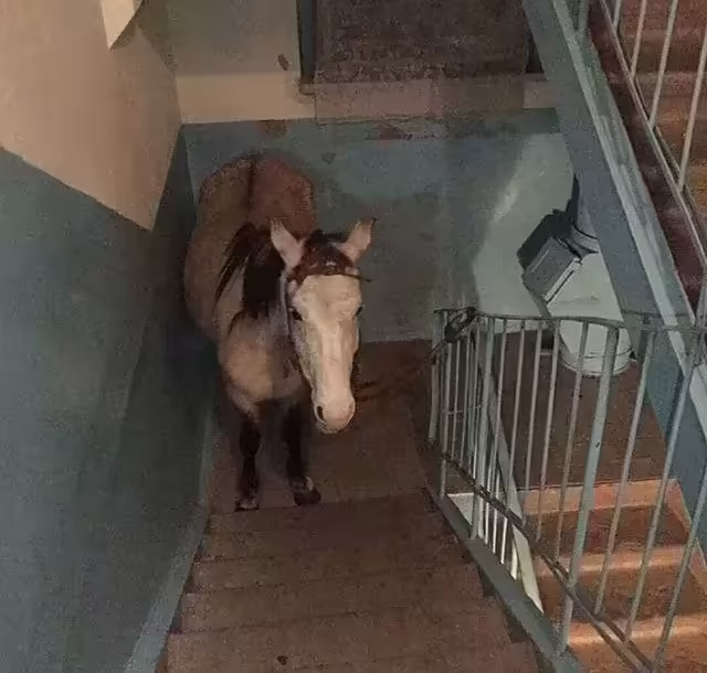 Смешнявка #235