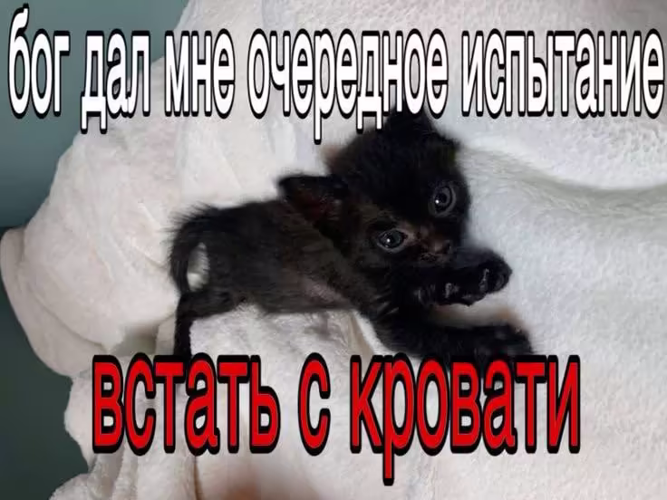 Смешнявка #248