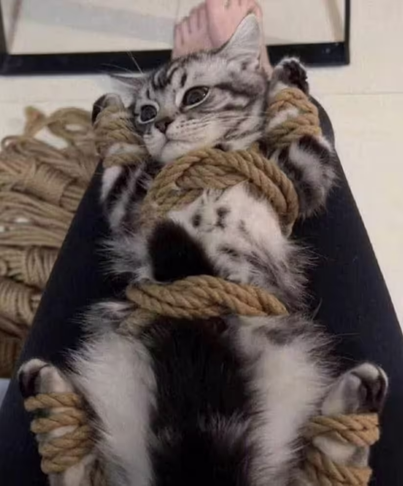 Смешнявка #254