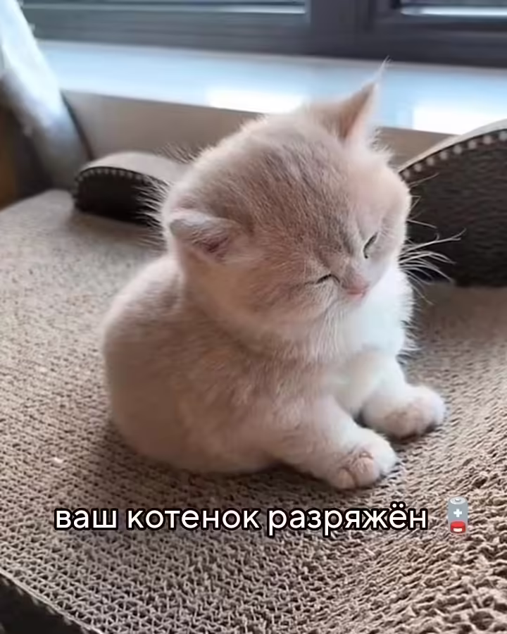 Смешнявка #263