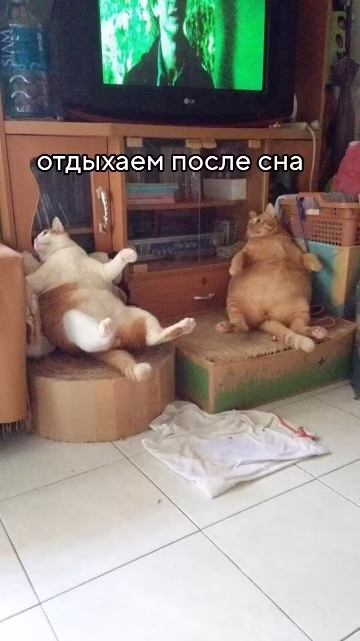 Смешнявка #268