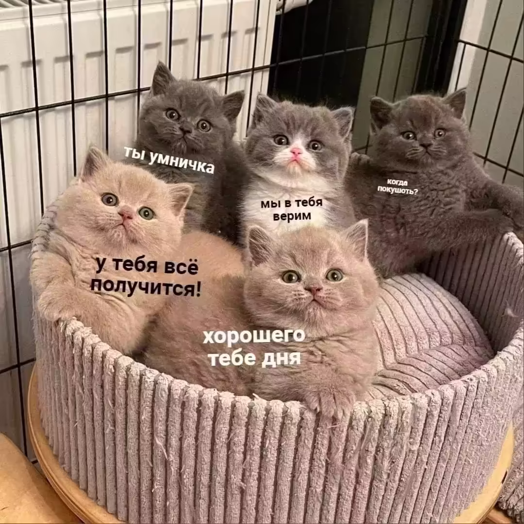 Смешнявка #291