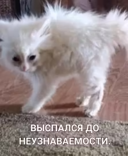 Смешнявка #292