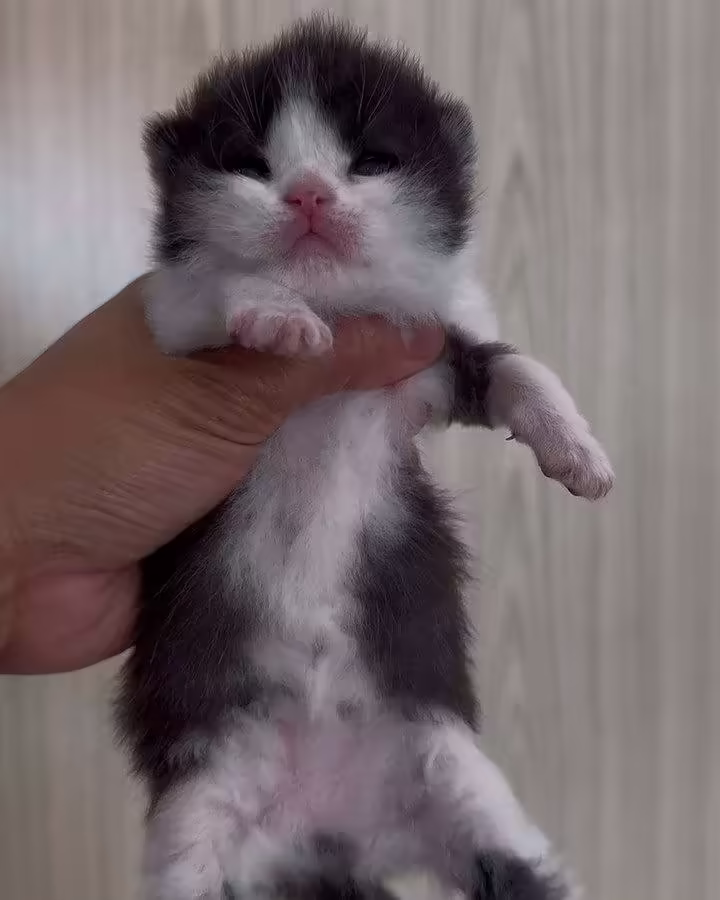 Смешнявка #294