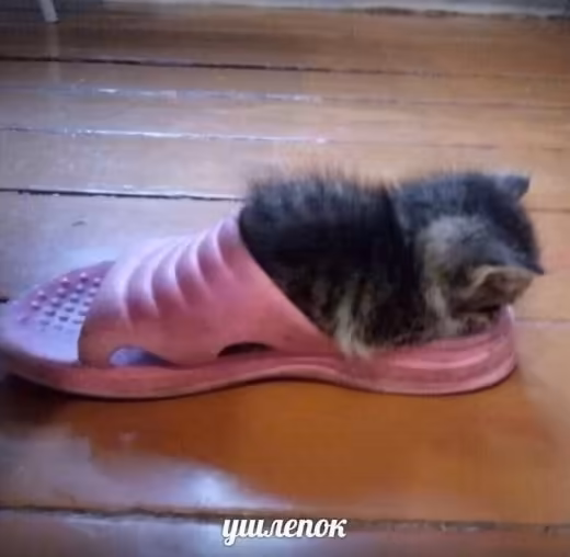 Смешнявка #318