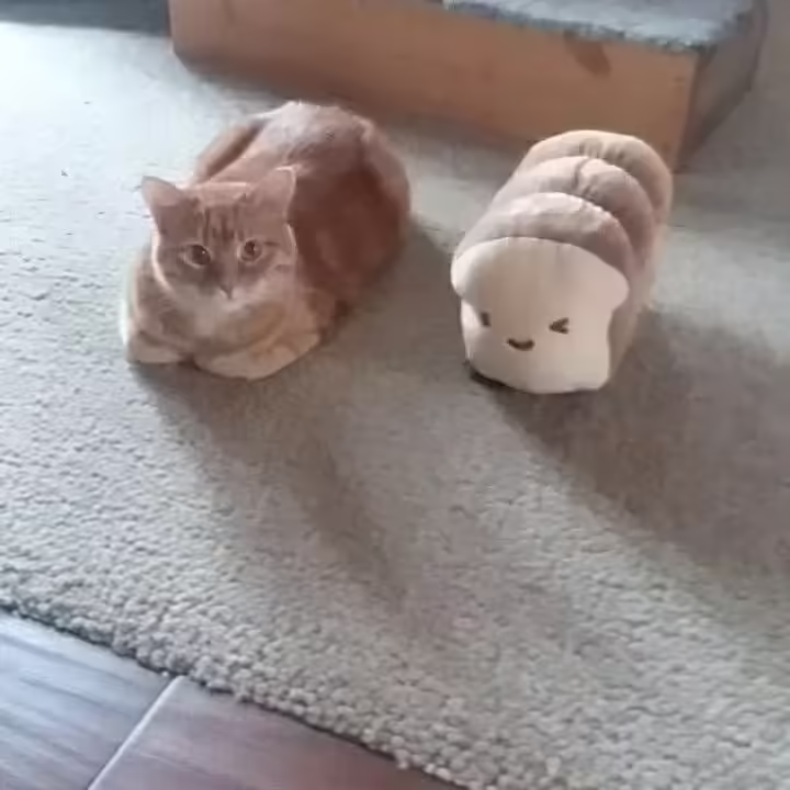 Смешнявка #335