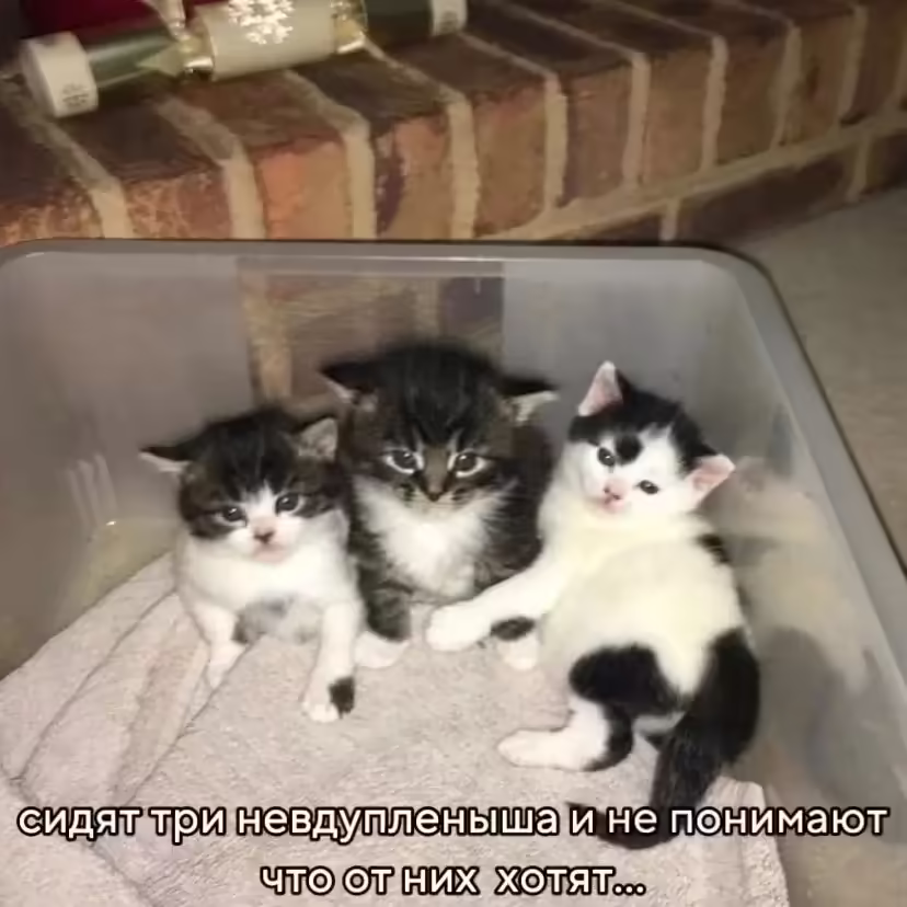 Смешнявка #380