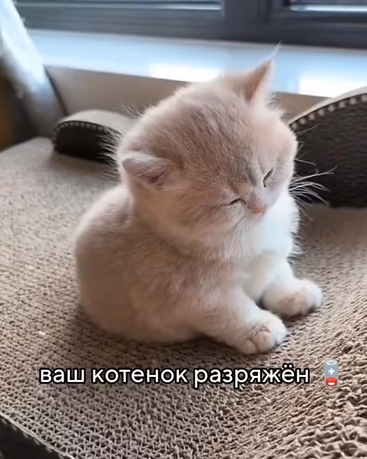 Смешнявка #384