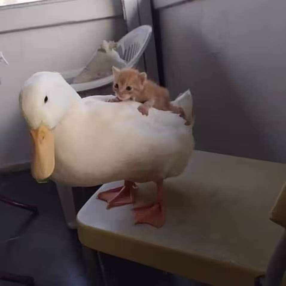 Смешнявка #388