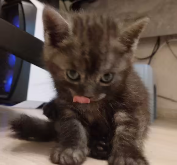 Смешнявка #405