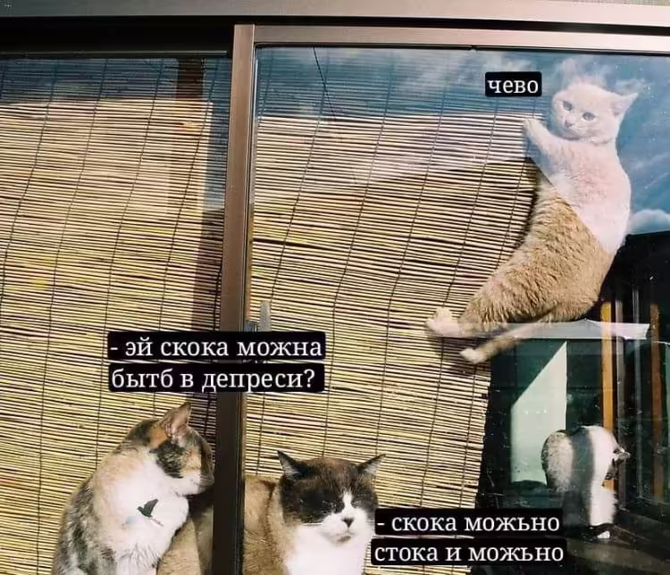 Смешнявка #433