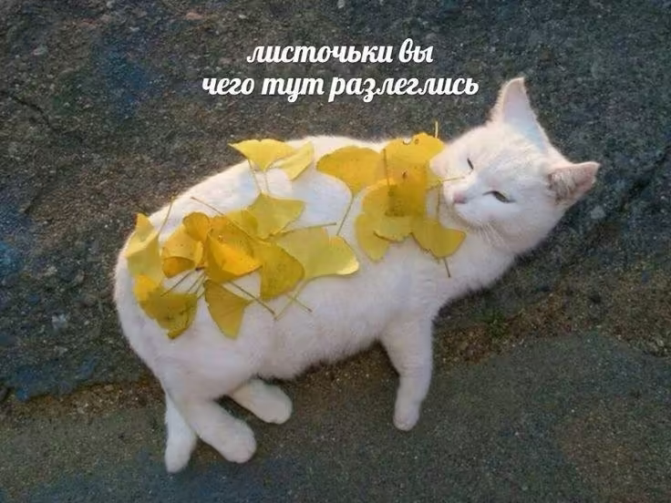 Смешнявка #447