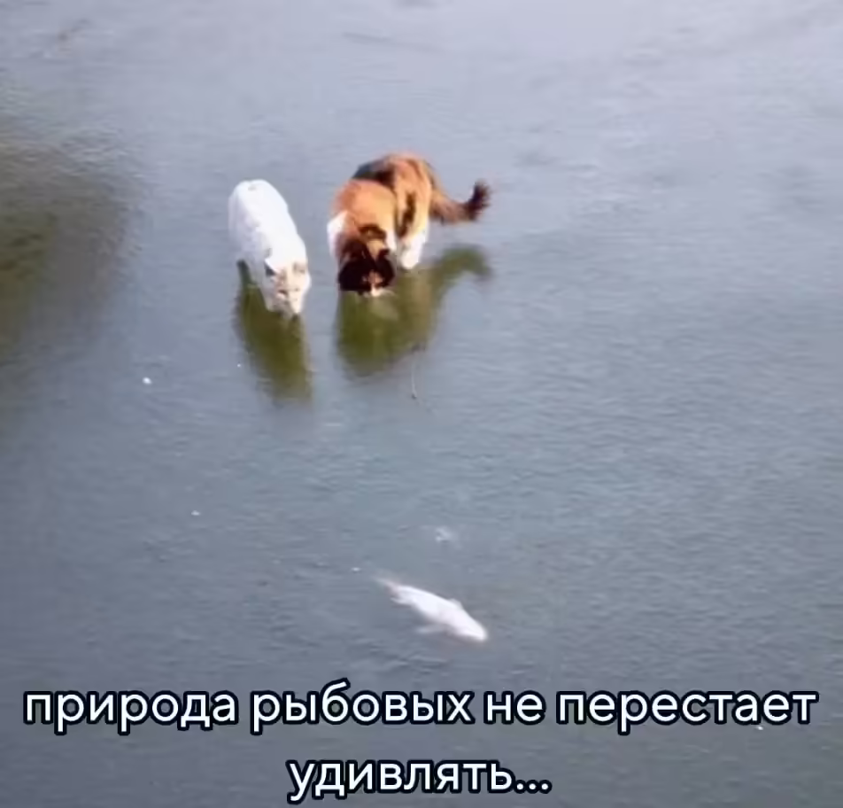 Смешнявка #449