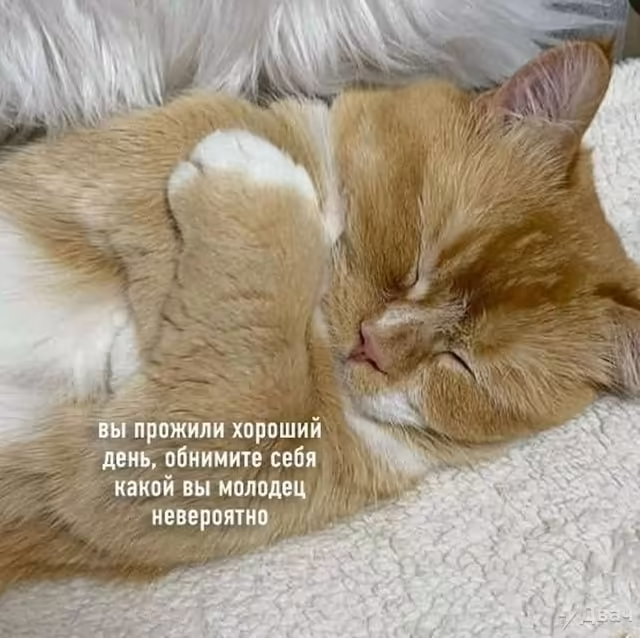 Смешнявка #466