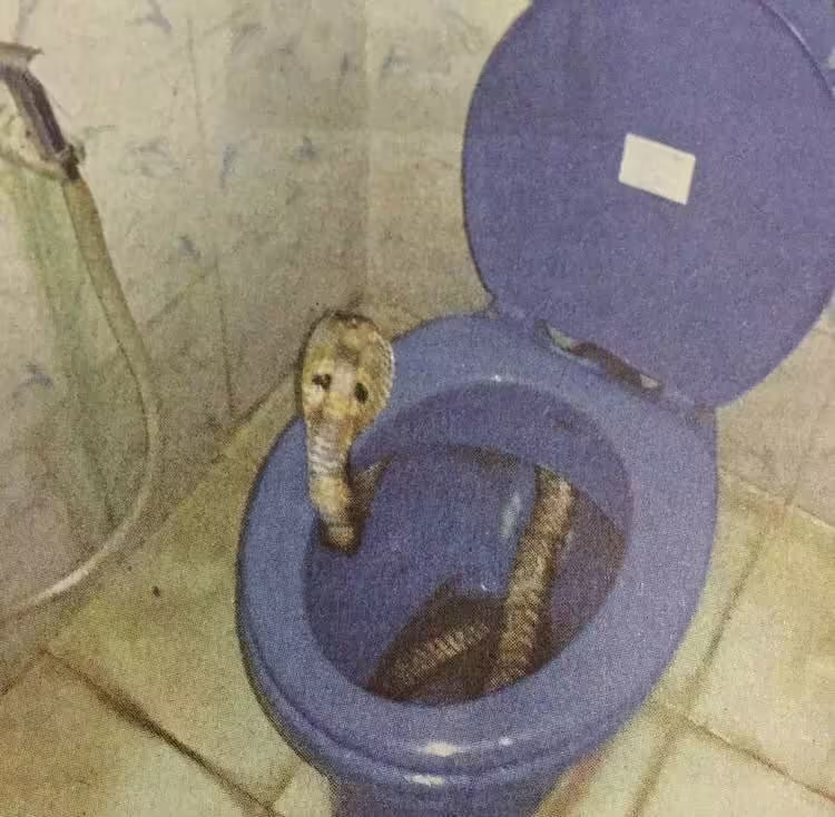 Смешнявка #469