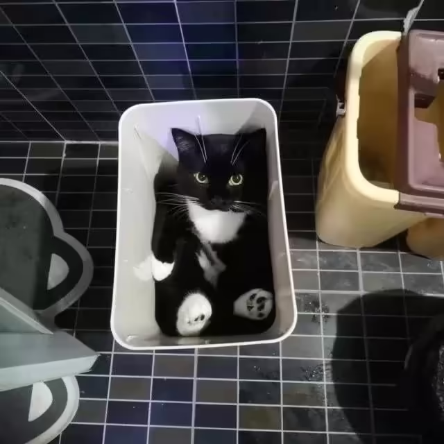 Смешнявка #481