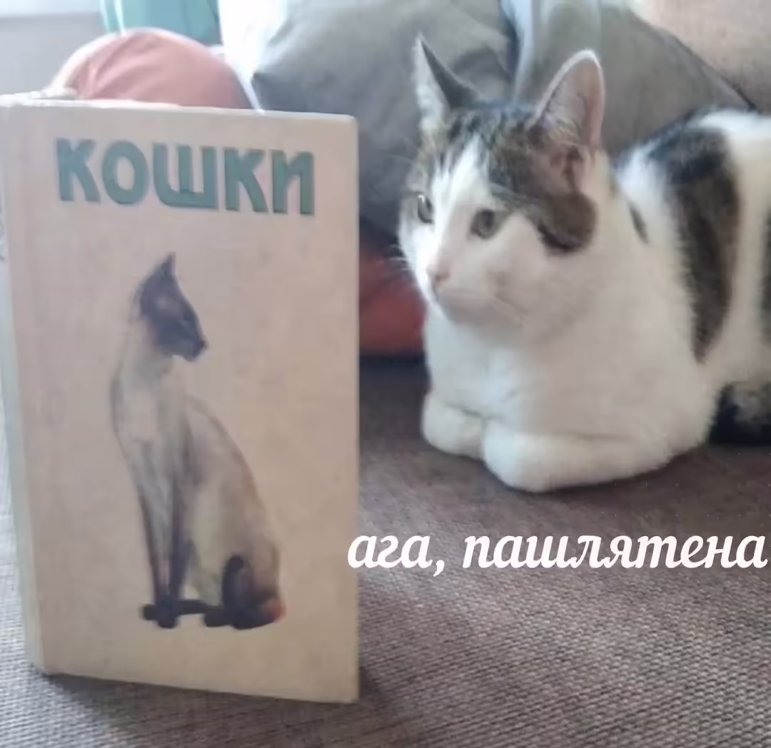 Смешнявка #490