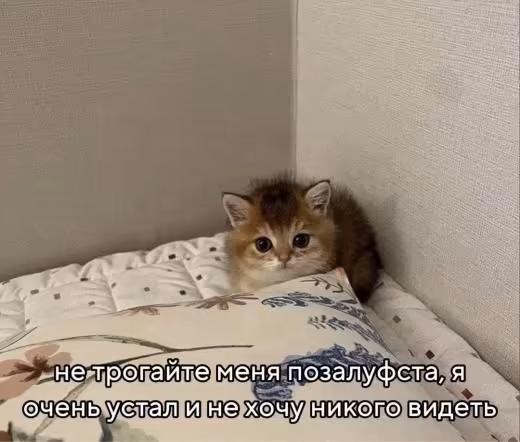 Смешнявка #497