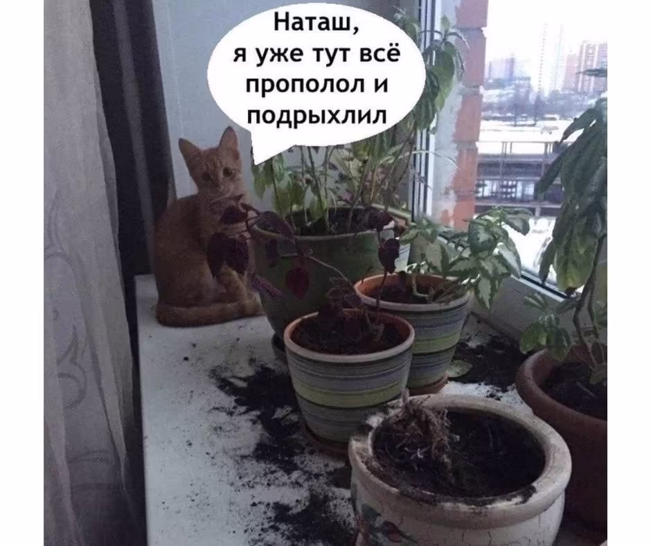 Смешнявка #503