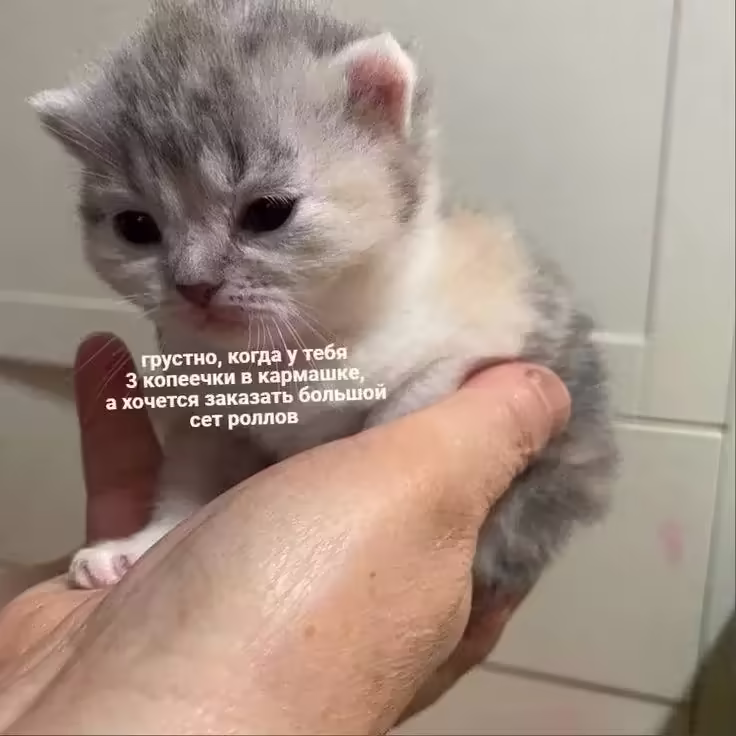 Смешнявка #515