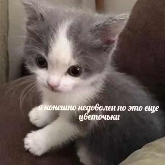 Смешнявка #520