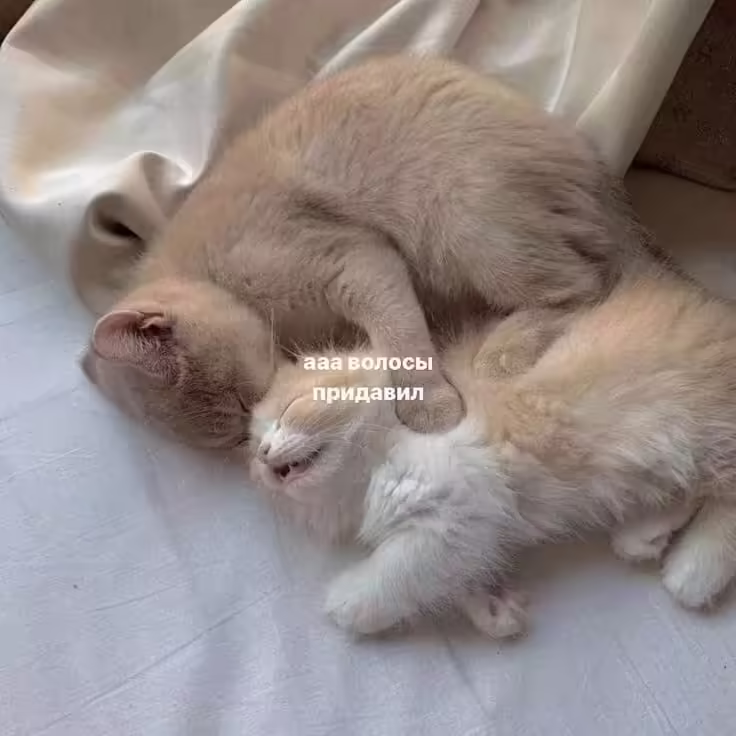 Смешнявка #562