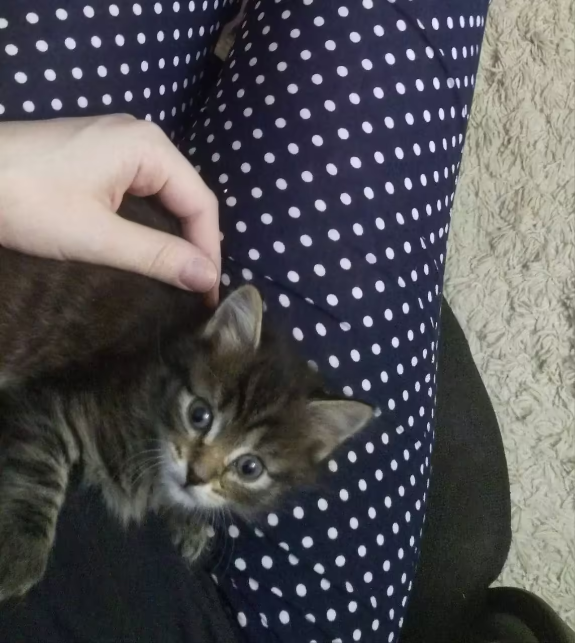 Смешнявка #567