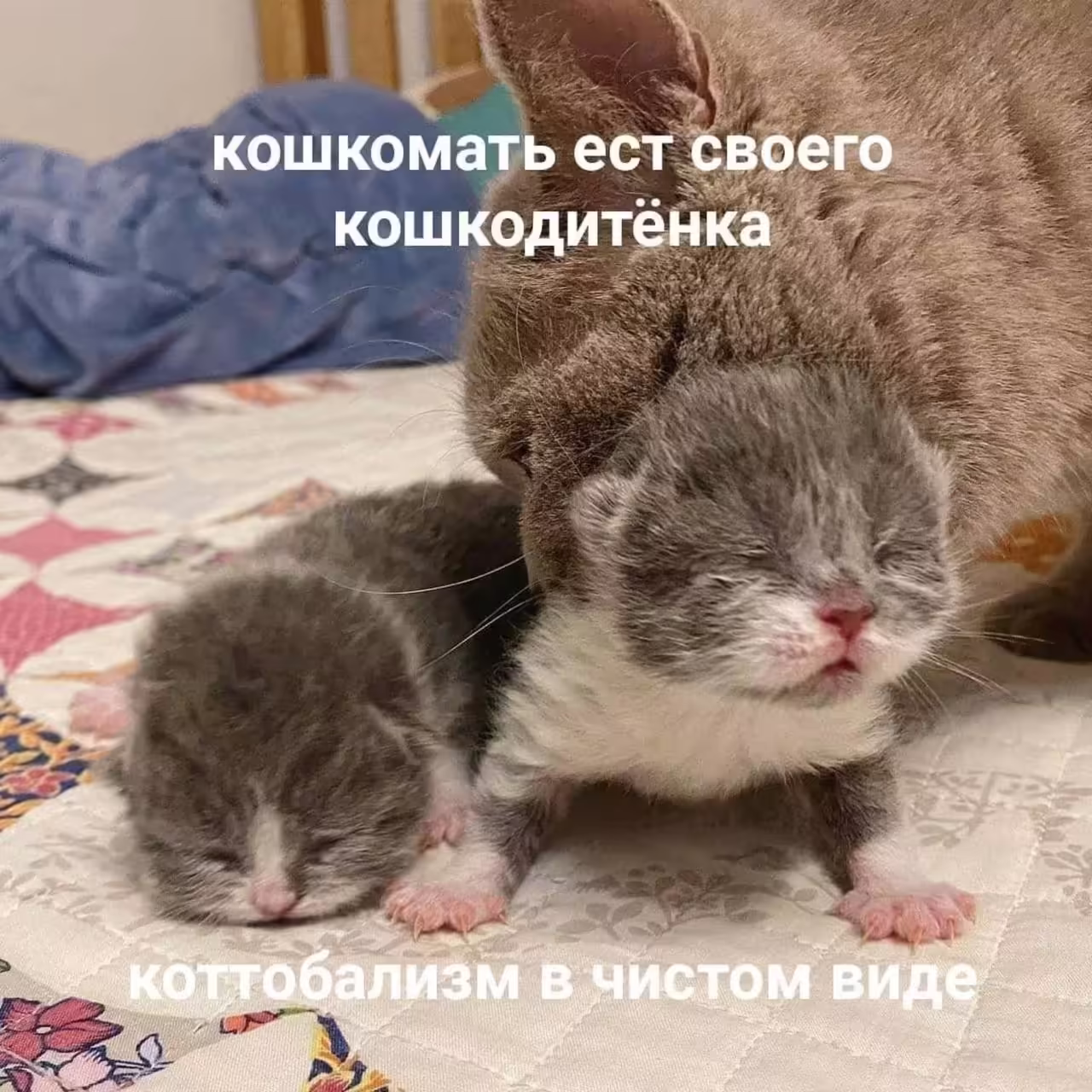 Смешнявка #616