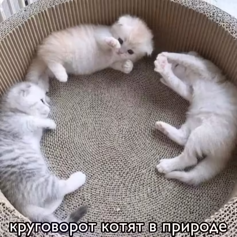 Смешнявка #637