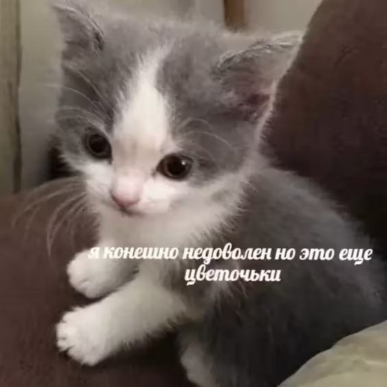 Смешнявка #647