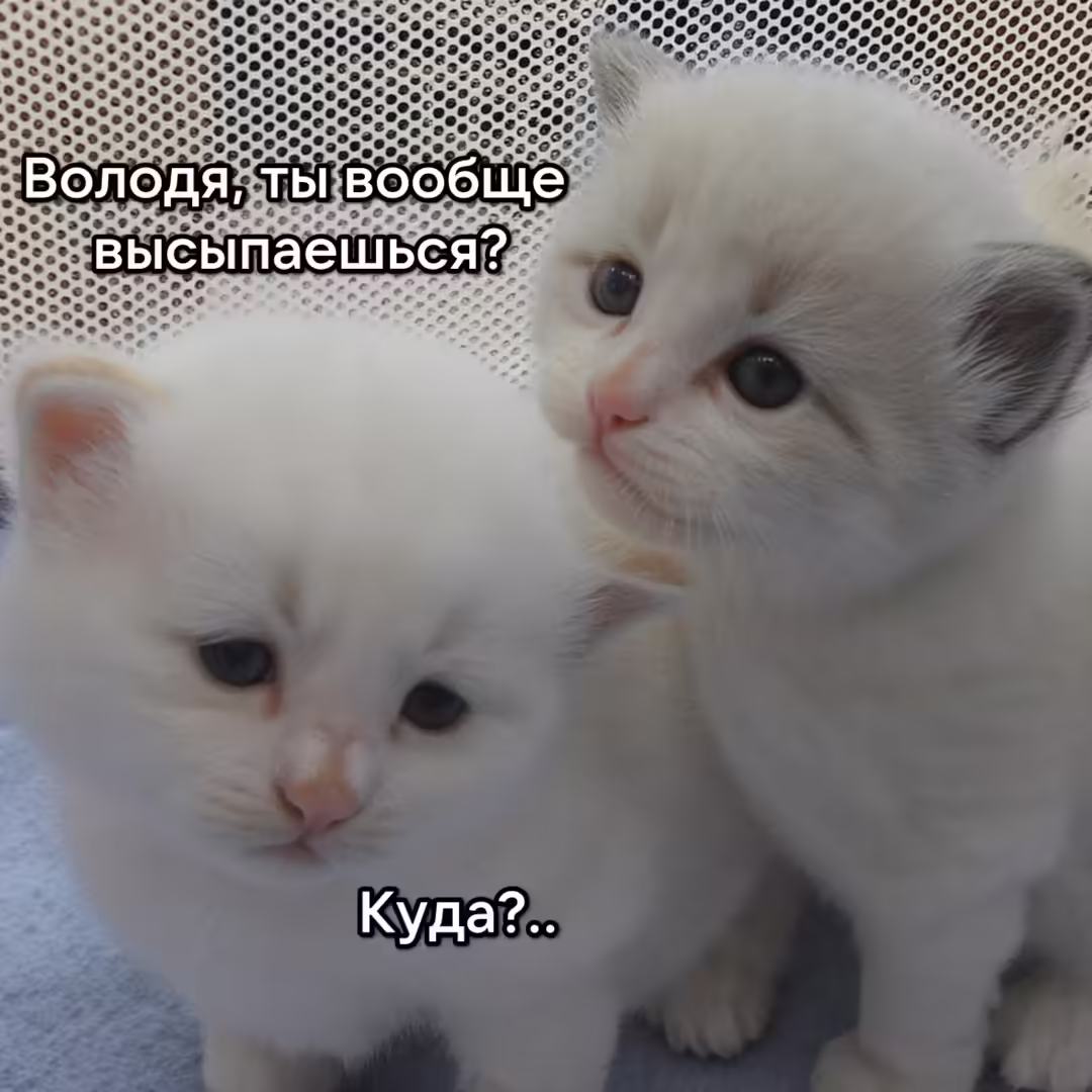 Смешнявка #659