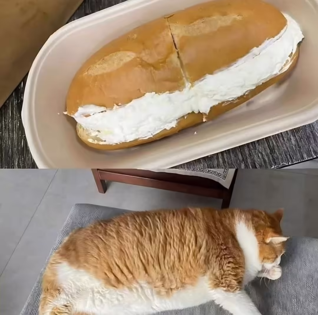 Смешнявка #662